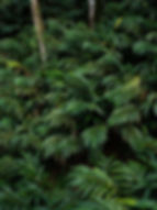 Cardamom Hills - best heaven in the world.