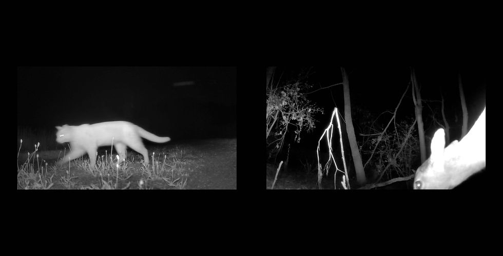 Thumbnail: NIGHT ANIMALS