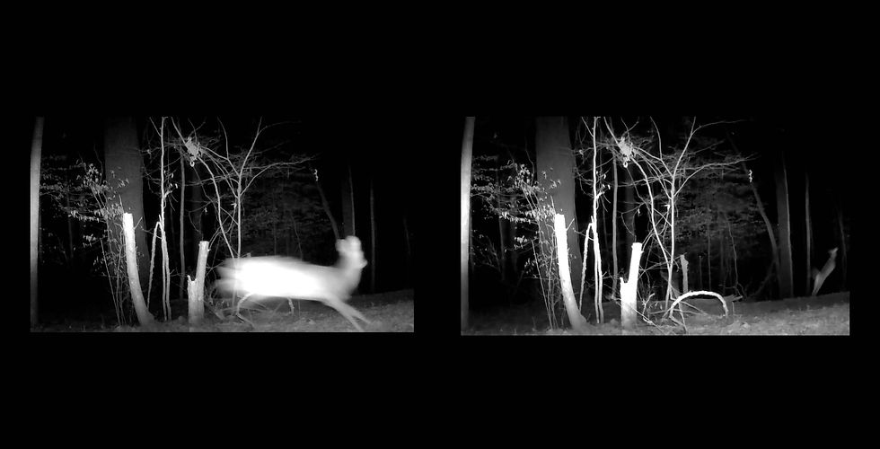 Thumbnail: NIGHT ANIMALS