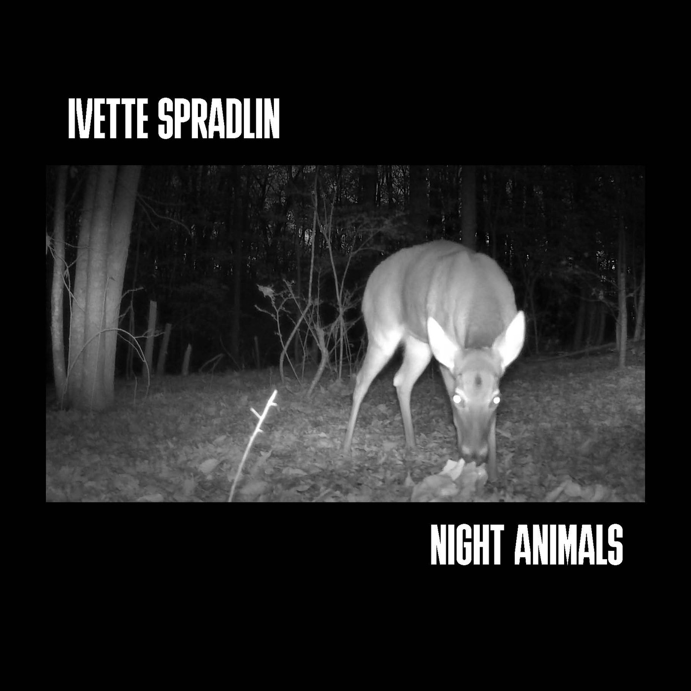 NIGHT ANIMALS Zine Cover