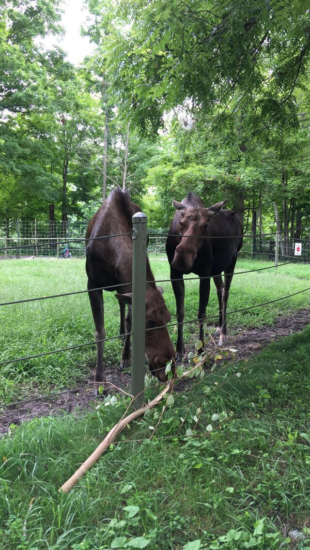 Mooses