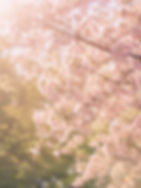 陽光に輝く桜の花