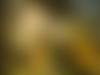 Planting Dream Seeds