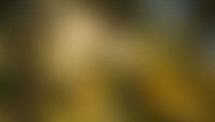 Planting Dream Seeds