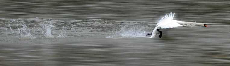 Swan taking off from the water. Image source: Pixabay.com