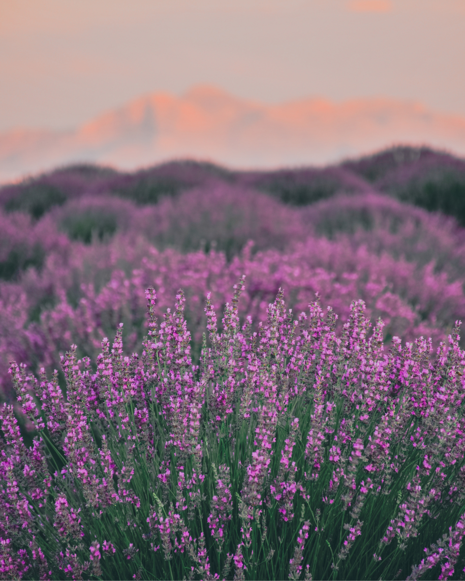 Thumbnail: LUNA REIGN | LINEN + ROOM SPRAY - LAVENDER & WHITE BIRCH