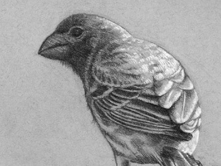 Drawing Workshop in May - Tonal drawing with Pencil and Charcoal