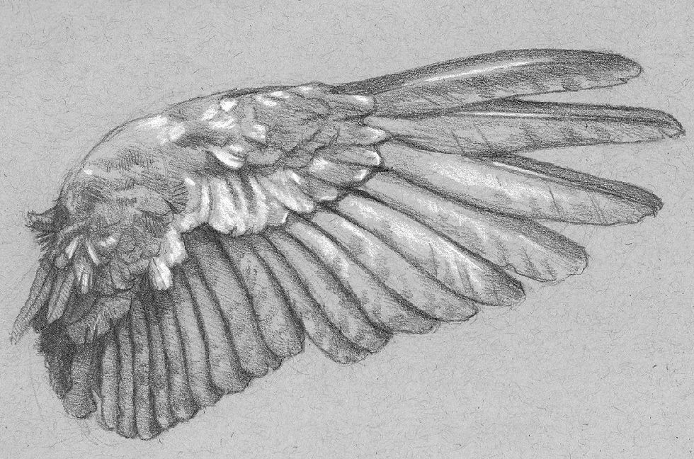 Drawing of a bird wing