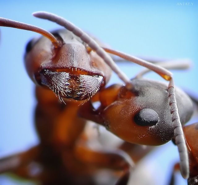 Miniatura: Colonia de Lasius flavus con reina (Hormiga ORO)