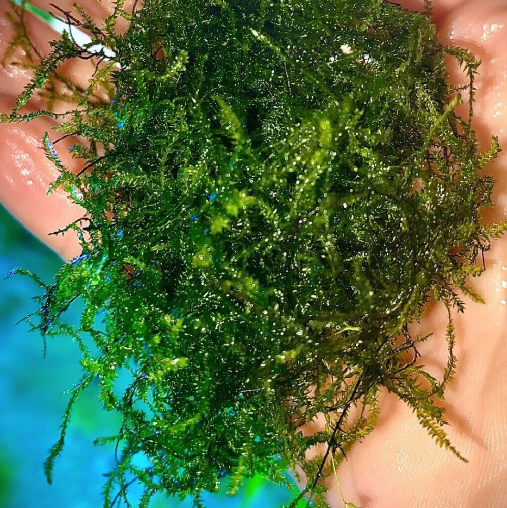 Java Moss