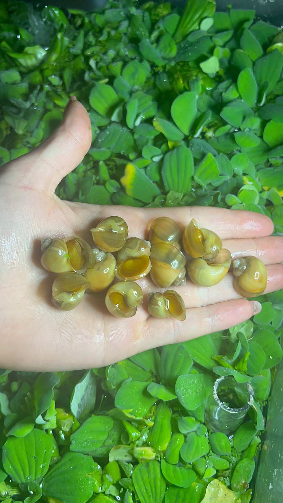 Thumbnail: Ivory Mystery Snail
