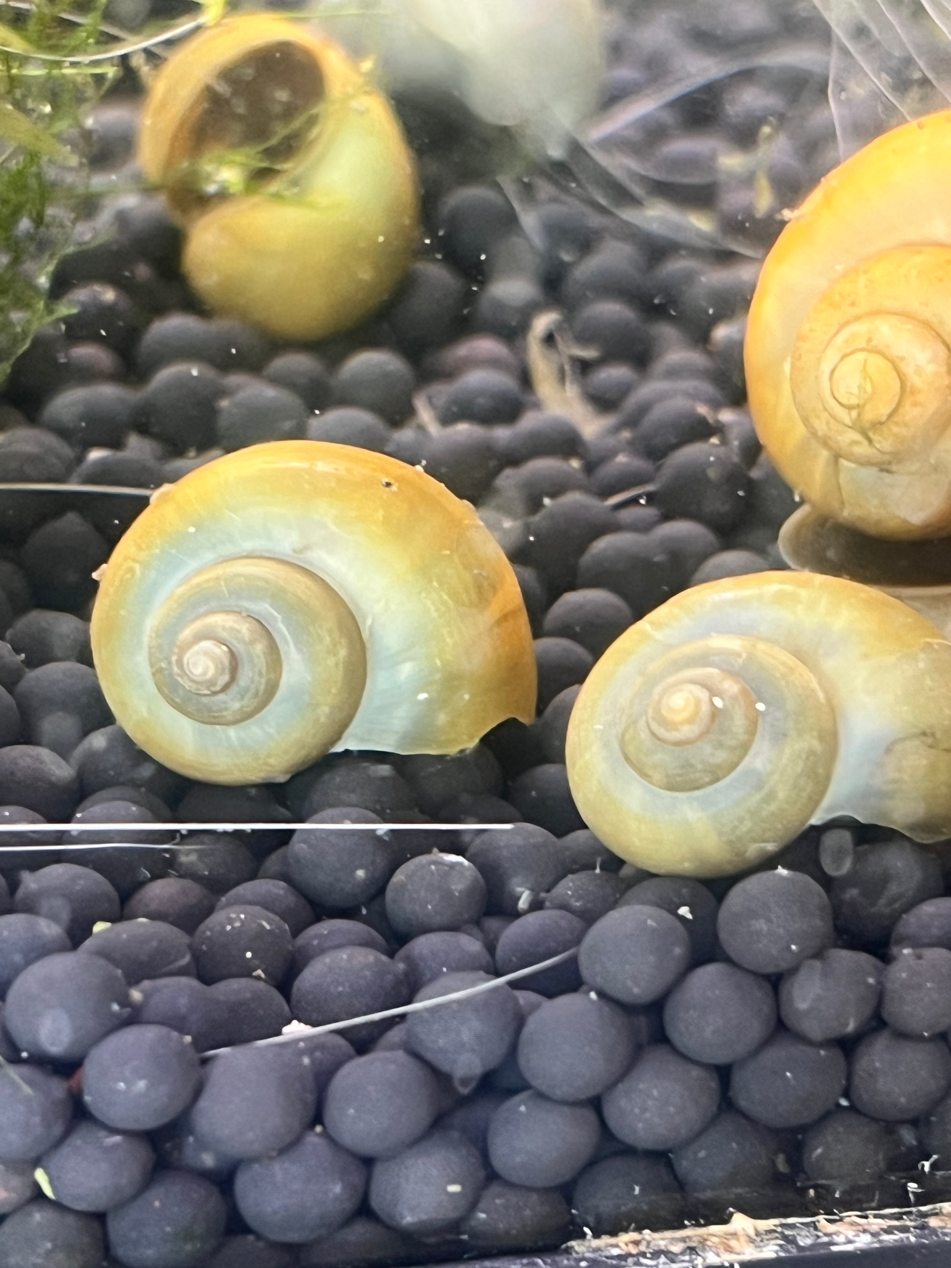 Jade Mystery Snail