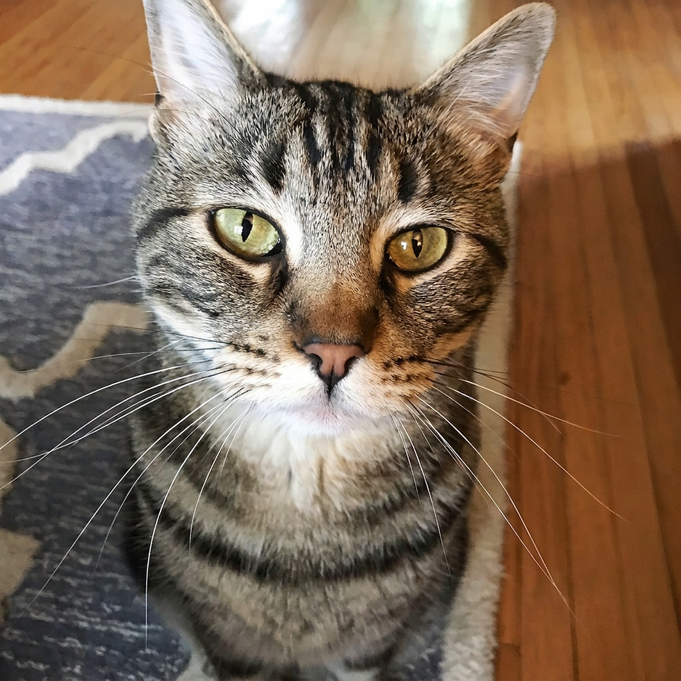 A perfect cat named Monster