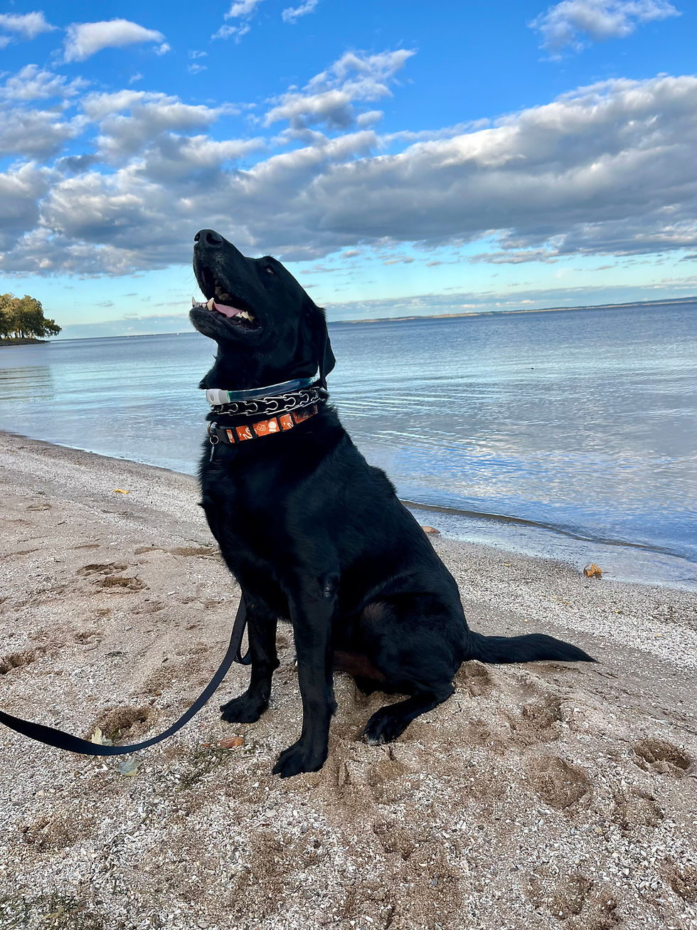 A good boy named Sully