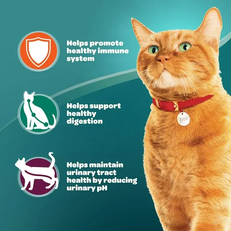 Miniatura: 9Lives Plus Care Dry Cat Food, 3.15 lb. Bag