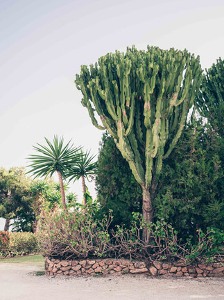 Cactus du château de Colomares à Benalmadena
