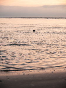 Tête de phoque dépassant de l'eau