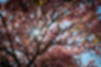 Cerisiers en fleurs de Princes Garden à Edimbourg