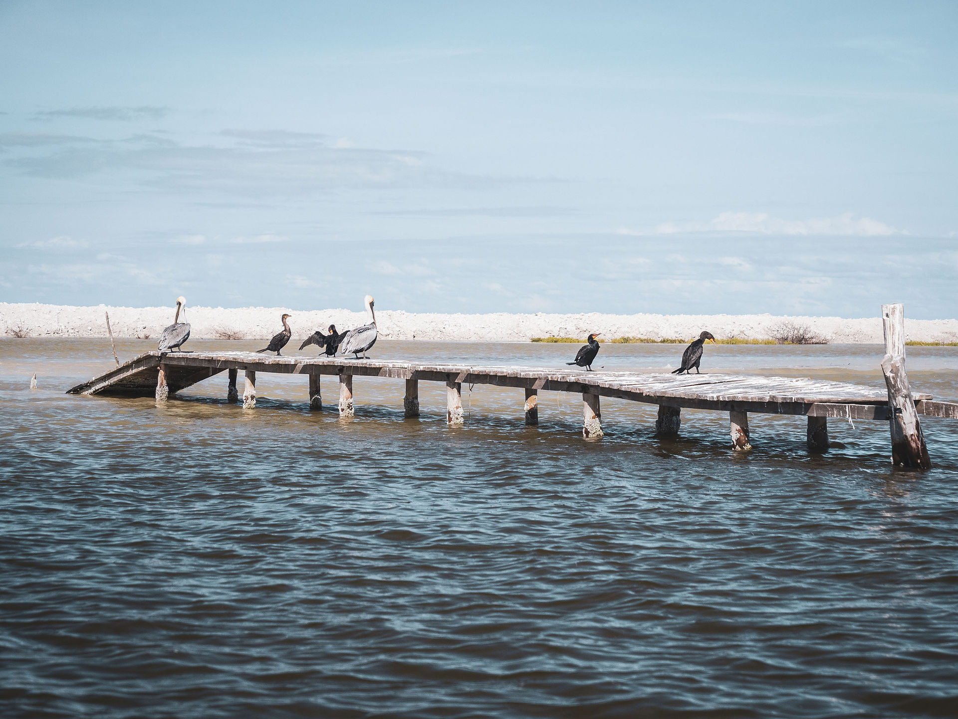 pélicans a Rio Lagartos