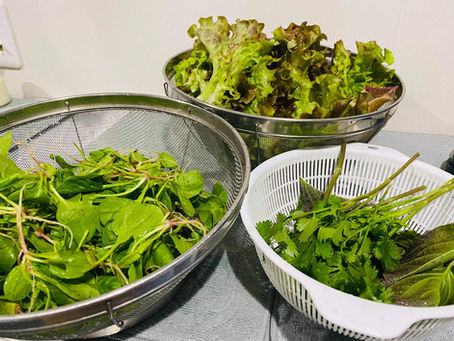 春の野菜、山菜