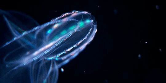 ezgif.com-video-to-gif.gif