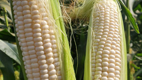 まるでスイーツ！？驚きの甘さ「ホイップコーン」