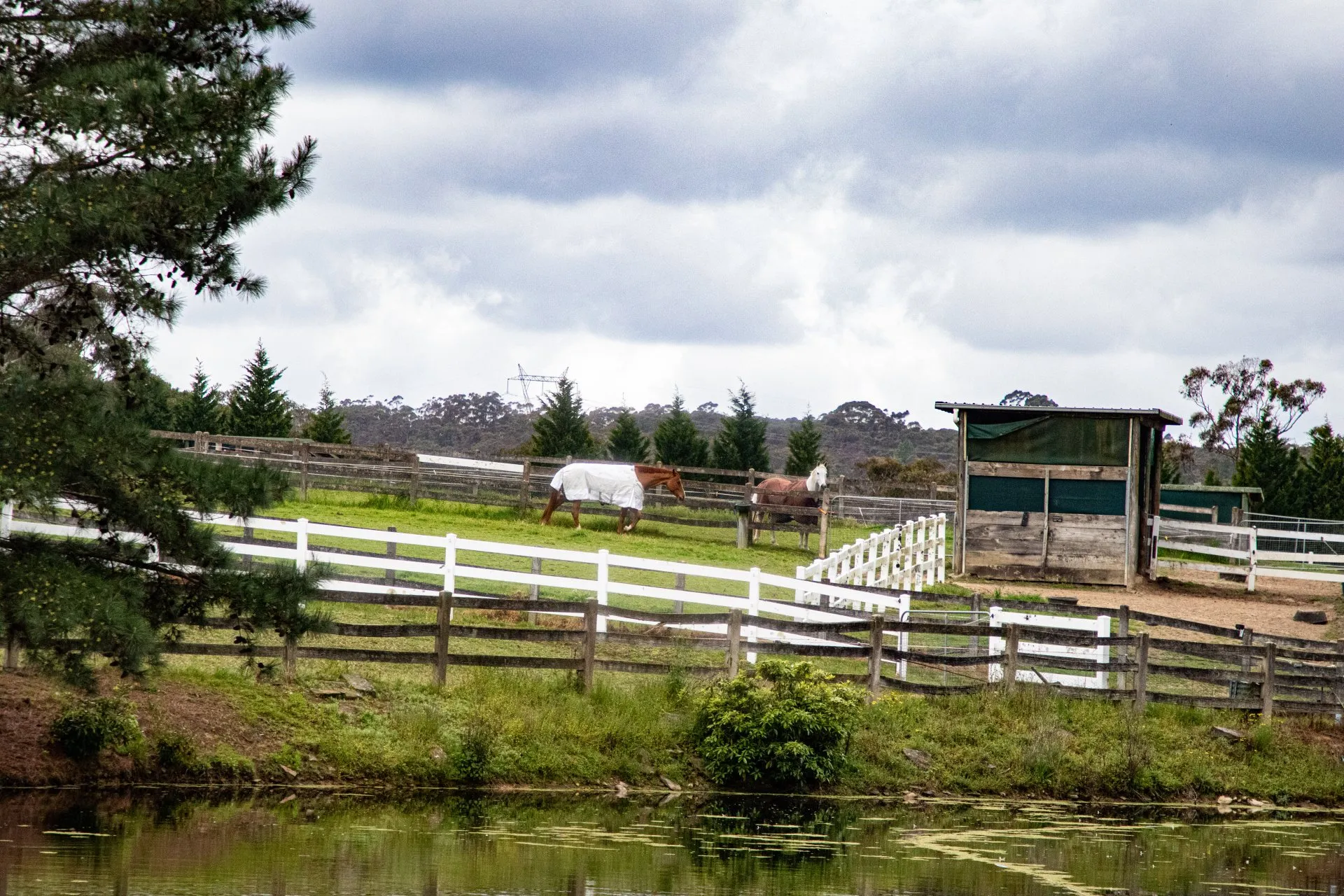 wide horses.webp