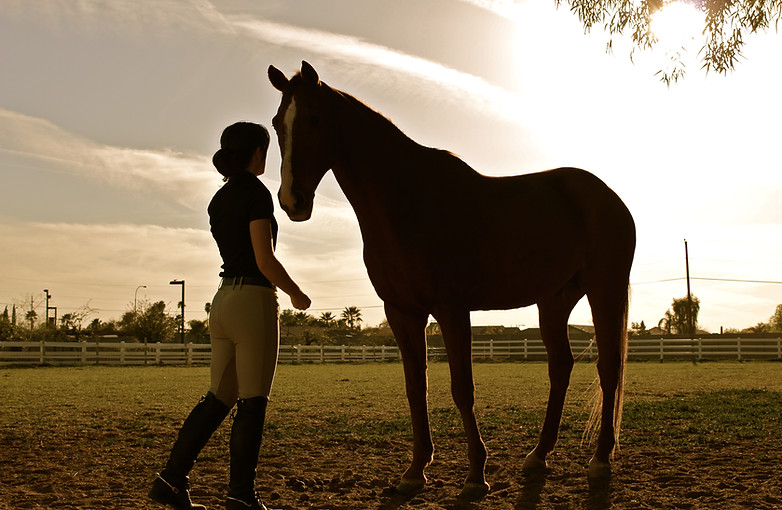 Bodywork Sessions For Horses in Houston TX