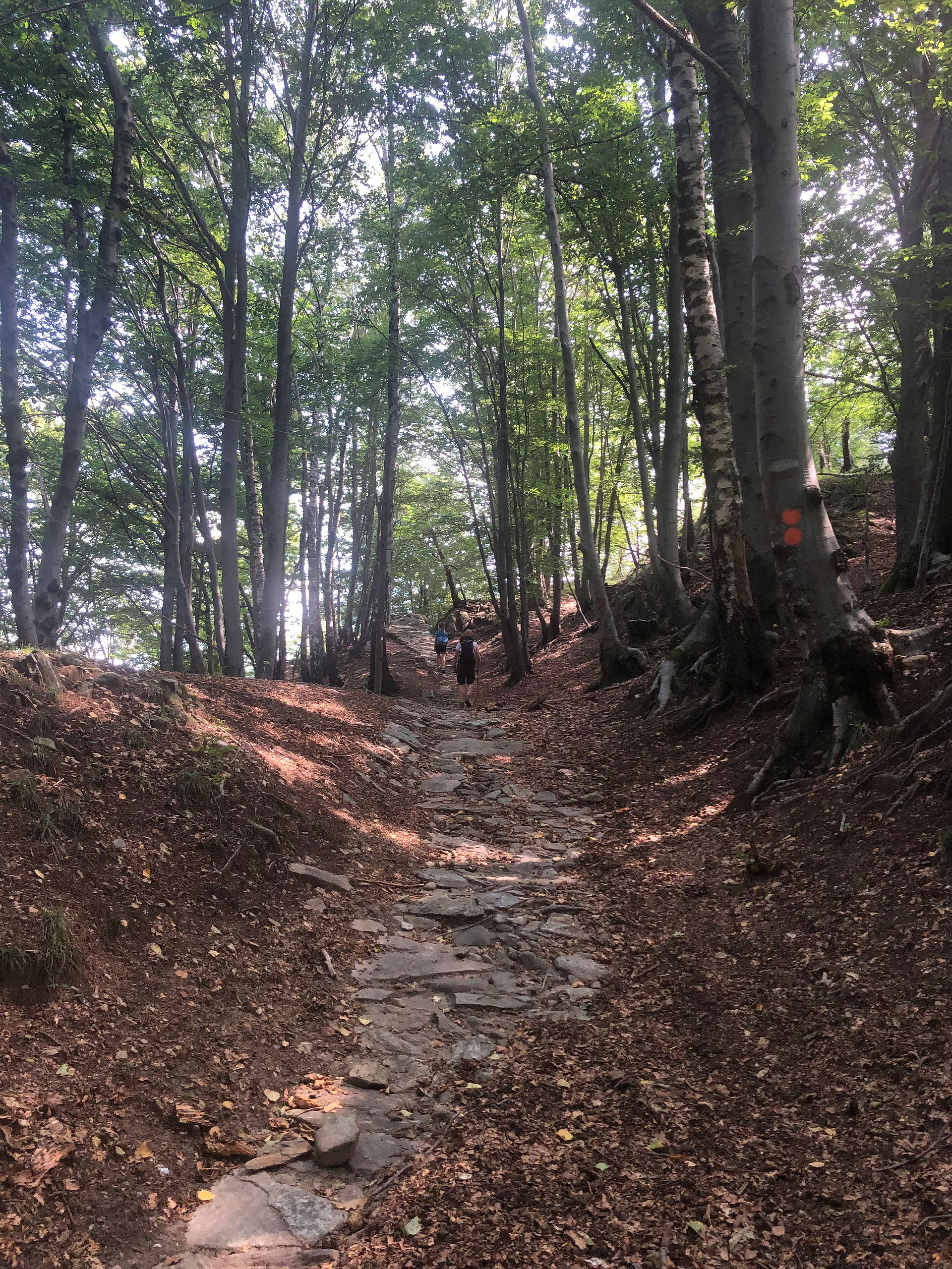 Continuiamo nel bosco