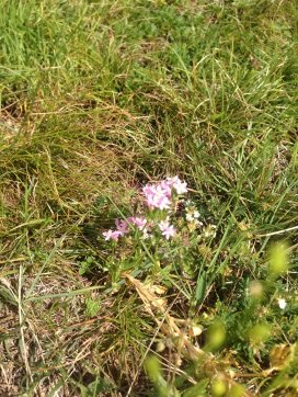 Fiori spontanei