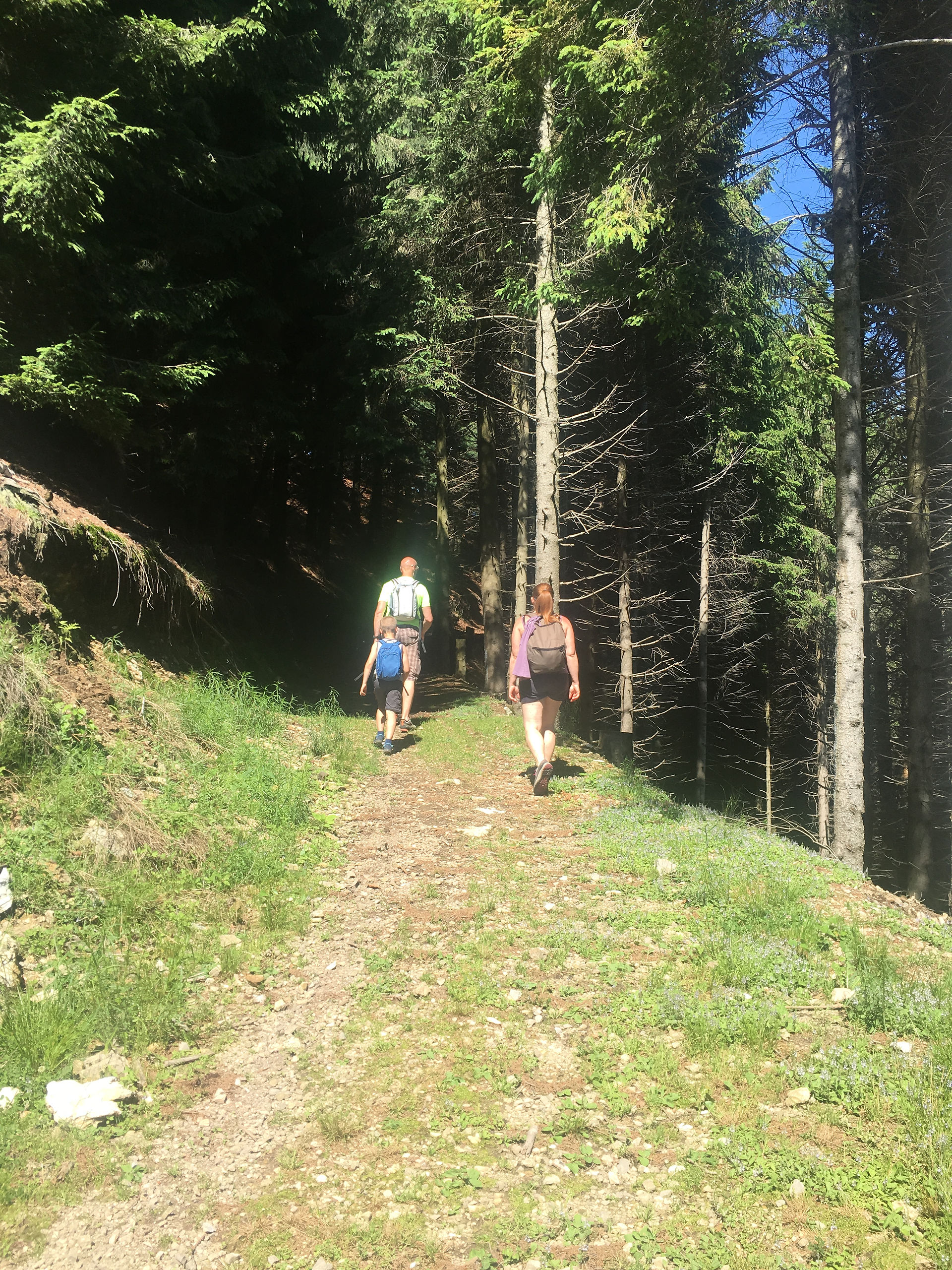 Entriamo nella pineta