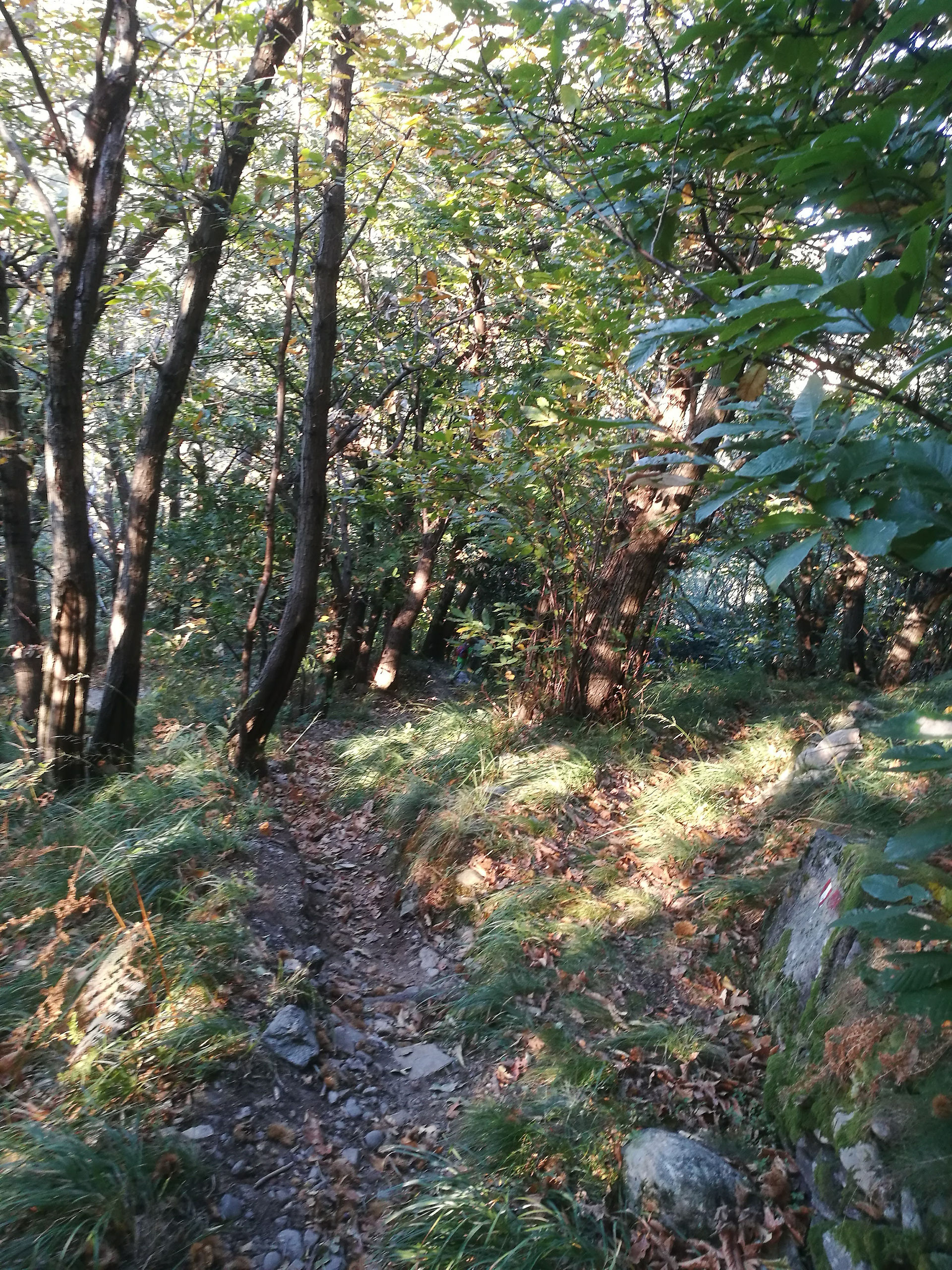 Entriamo nel bosco
