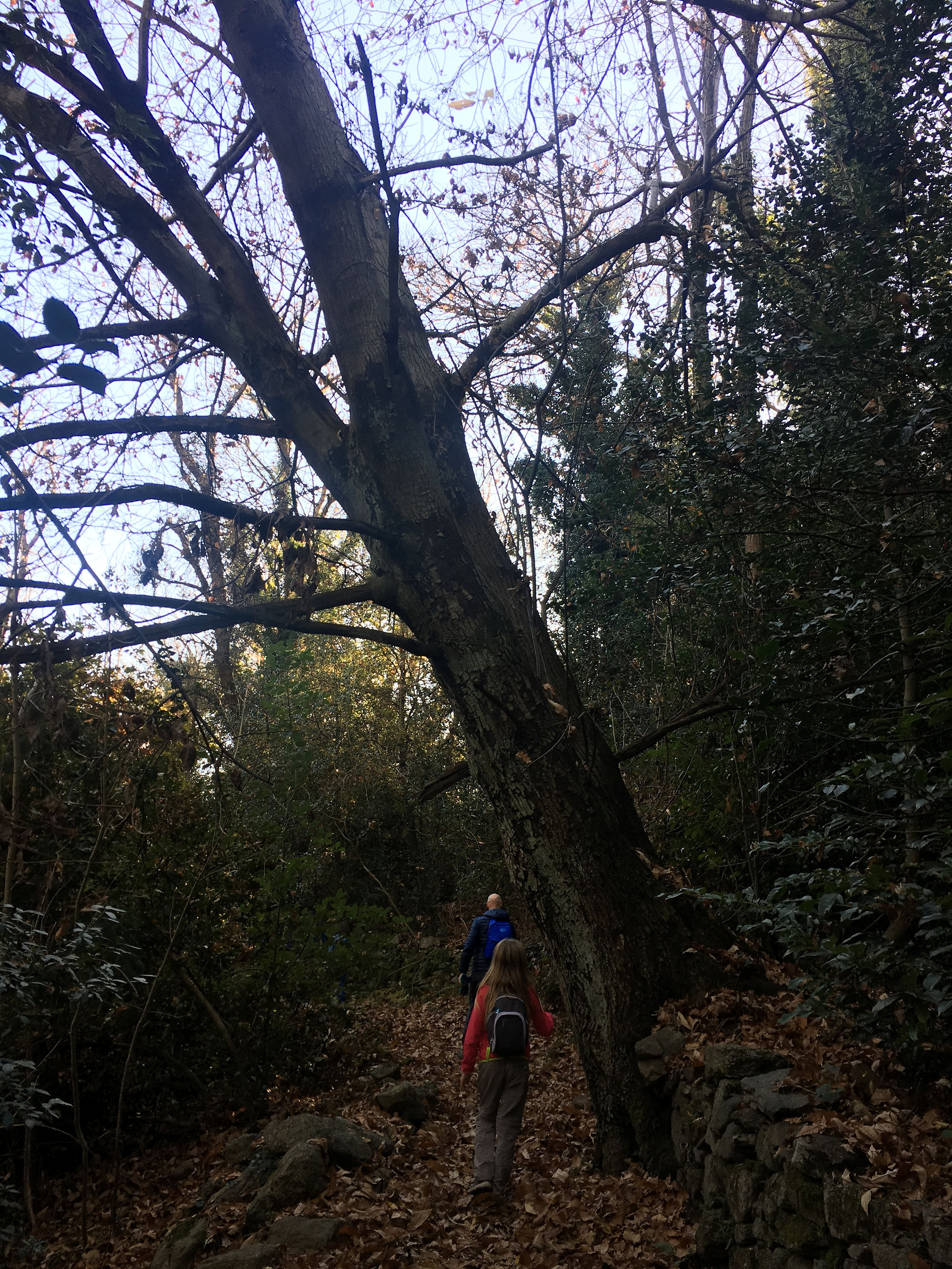 Il percorso è tutto nel bosco