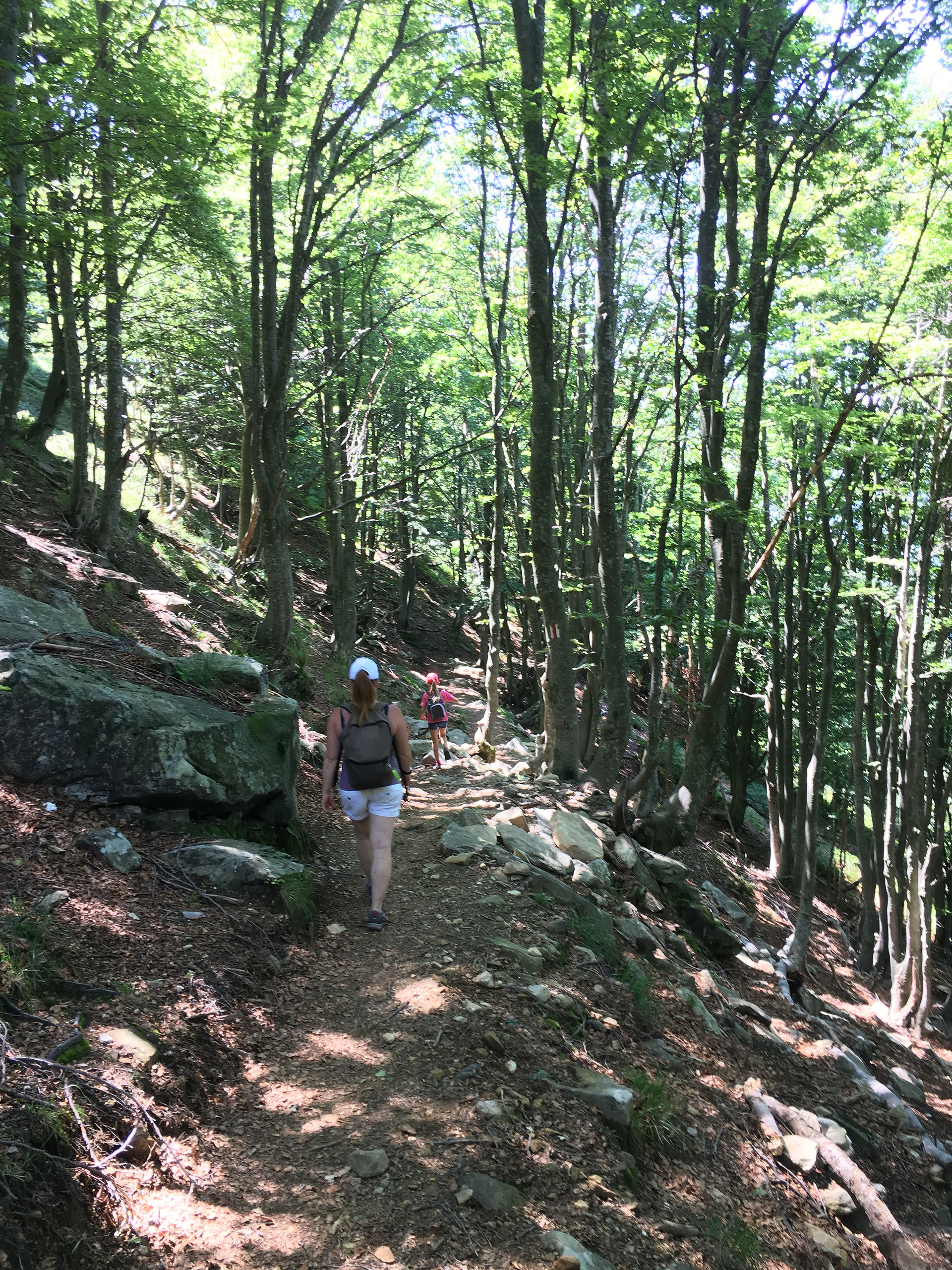 Torniamo nel bosco