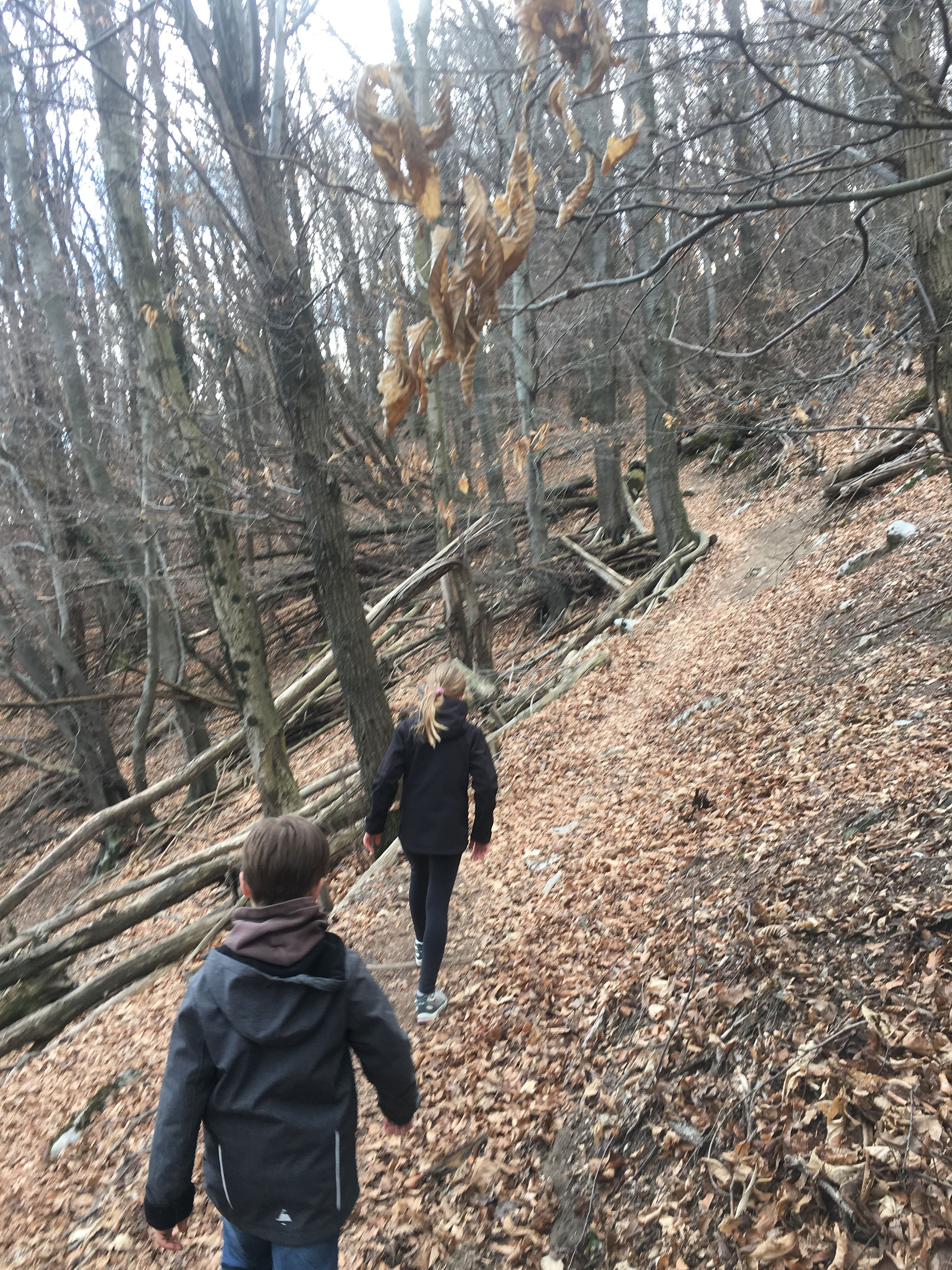 Tanti alberi abbattuti 