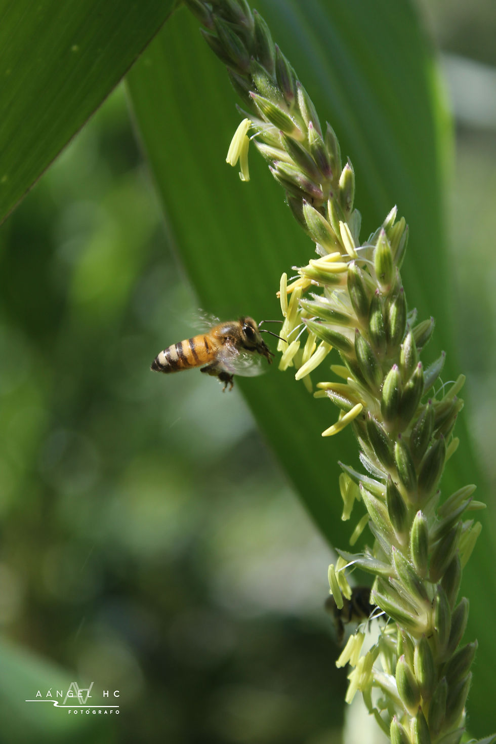Abeja obrera
