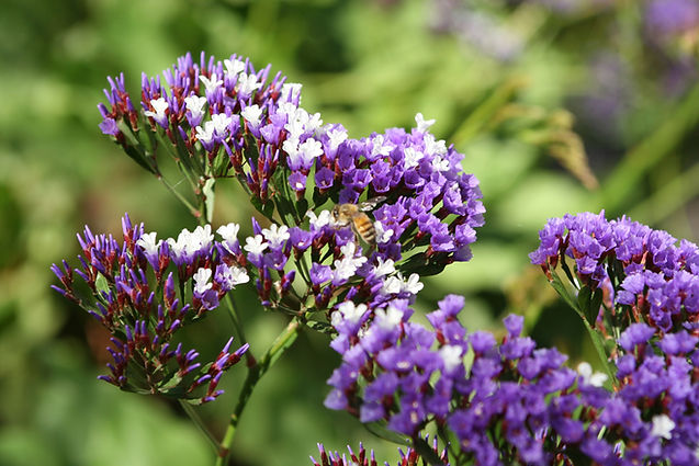 Purple Statice 2