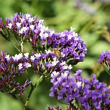Bee on Flowers
