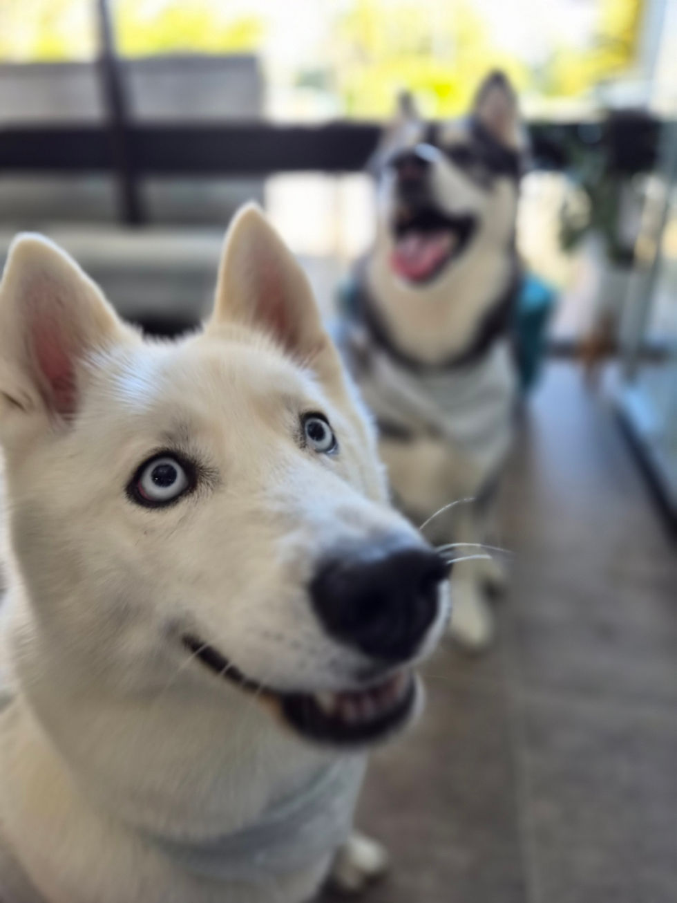 Austin and Saber