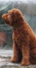 This is my goldendoodle she is sitting outside infront of a greenhouse being very patient