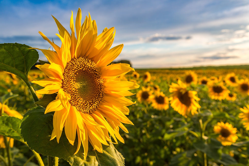 AdobeStock_169355573.jpeg