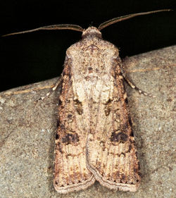 Kuzgi tunlam Azimovka2.jpg