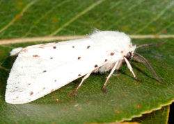 Amerika oq kapalaki9.jpg