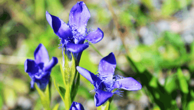 Gentianella ciliata 