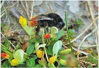 Bombus wurflenii