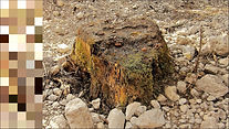 arbostumpo 019