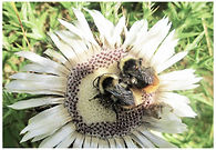 Bombus Pyrenaeus