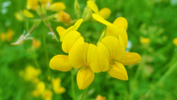 Lotus corniculatus 