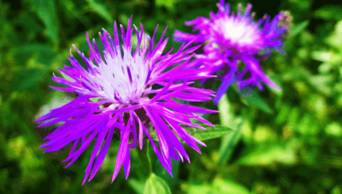 Centaurea jacea 