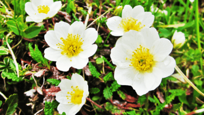 Ranunculus alpestris 